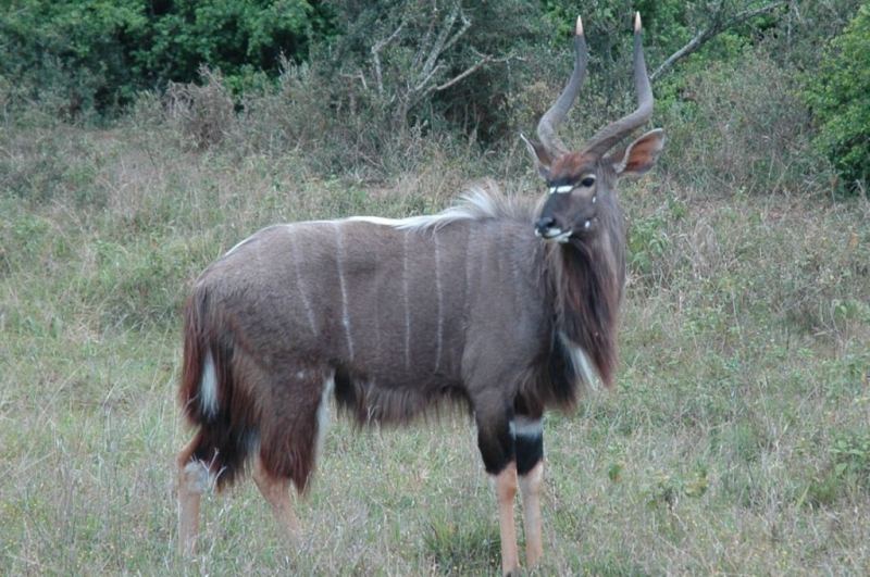 Linh dương Nyala