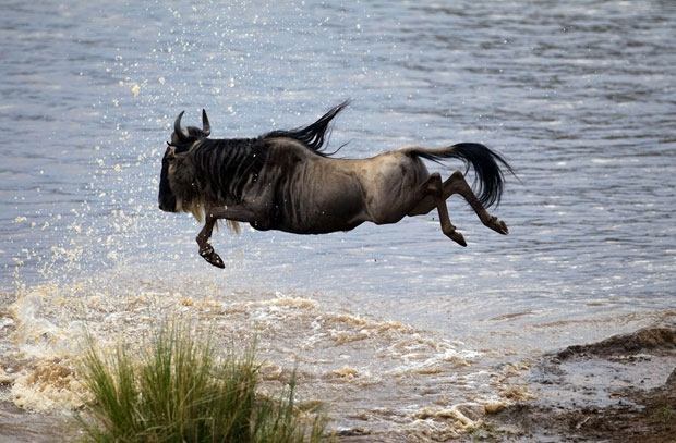 Linh dương đầu bò xanh (Wildebeest)