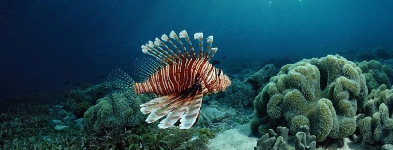 Lion Fish