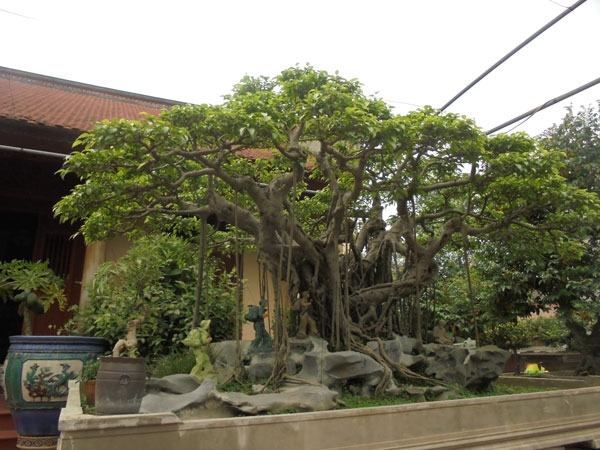 Top 10 loại cây cảnh quý hiếm giá tiền tỷ ở Việt Nam