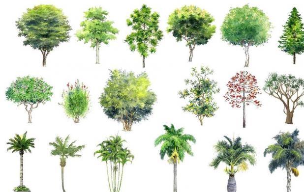Top 10 Loài cây độc nhất thế giới