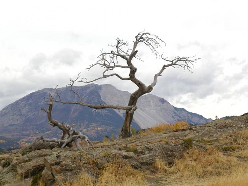 ﻿ ﻿﻿Cây Burmis là một cây thông mềm có hình người nằm gần Alberta, Canada.