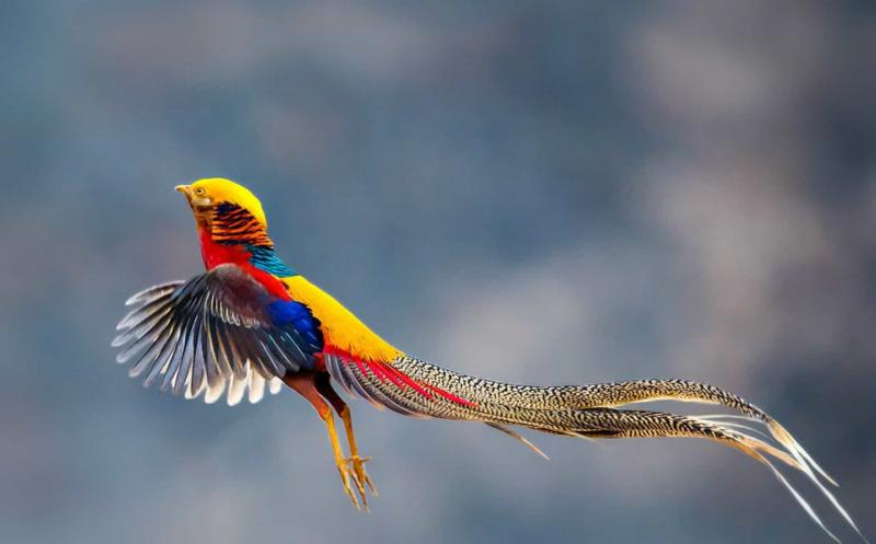 Chùm ảnh: Điểm danh các loài chim di thú vị nhất thế giới - Redsvn.net
