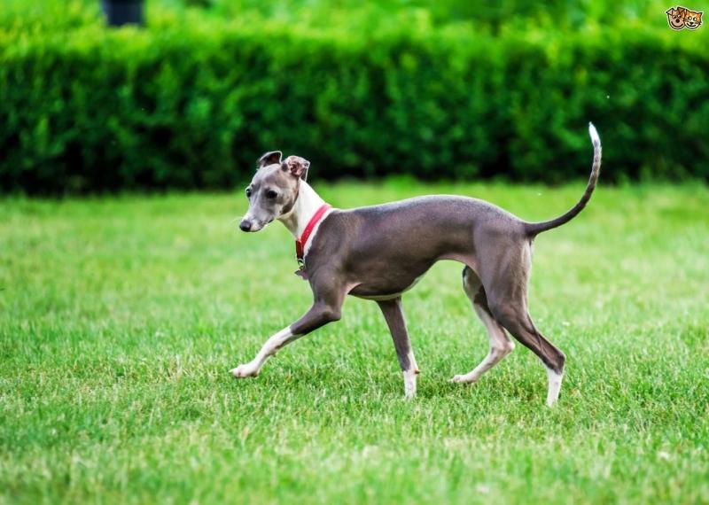Top 10 loài chó chạy nhanh nhất trên thế giới sẽ khiến bạn kinh ngạc