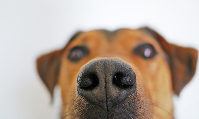 Chó sở hữu vân mũi khác nhau, đọc nhất vô nhị