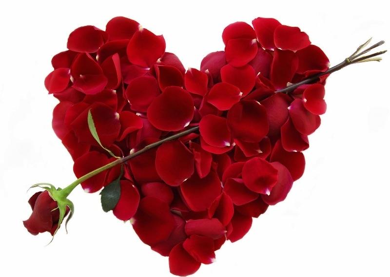 Top 15 Loài hoa lãng mạn gắn liền với tình yêu - toplist.vn