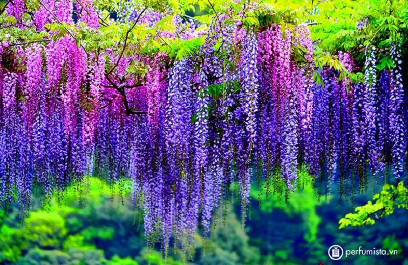 Top 10 loài hoa có hương thơm quyến rũ nhất thế giới - Toplist.vn