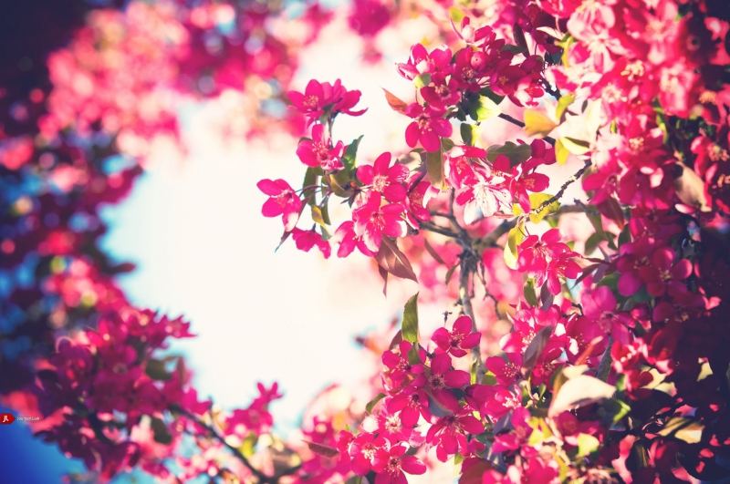 Top 17 Loài hoa đẹp nhất và ý nghĩa của chúng - toplist.vn