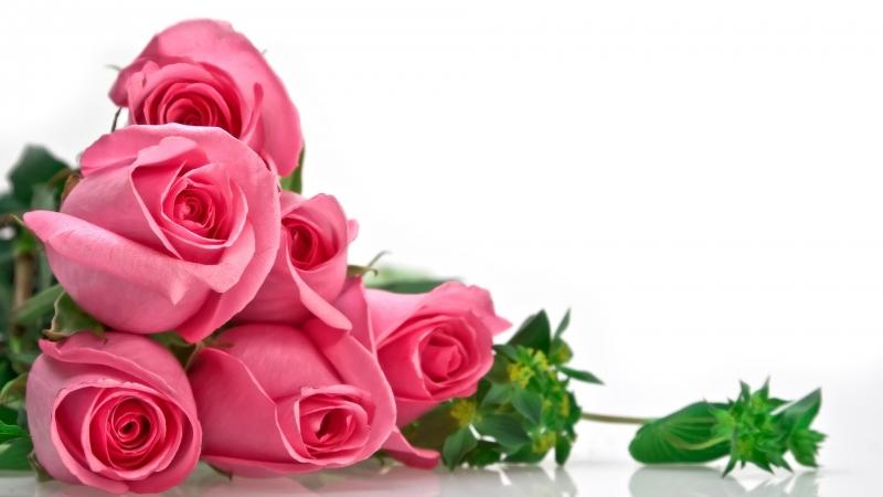 Hoa hồng – loài hoa mang vẻ đẹp kiêu sa của nữ hoàng