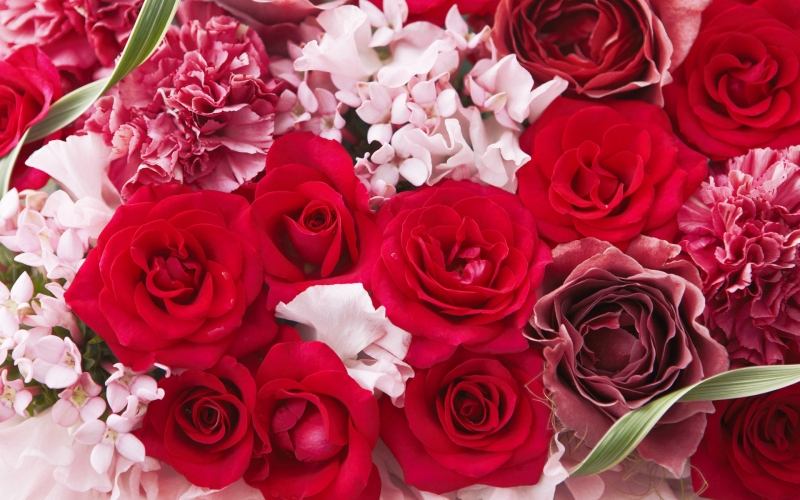 Hoa hồng - biểu tượng tình yêu và sự kiêu sa, cùng cảm nhận vẻ đẹp quyến rũ của chúng.