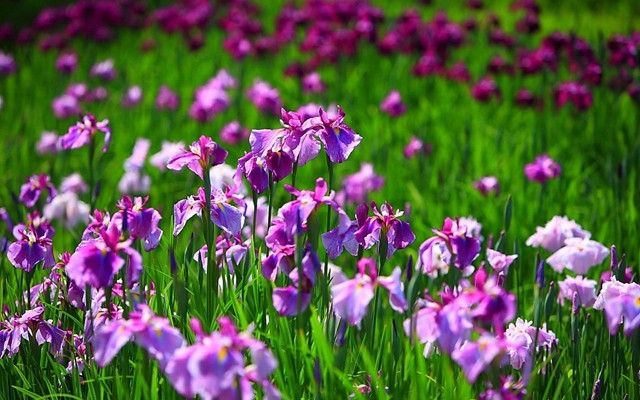 Top 20 Loài hoa đẹp nhất thế giới