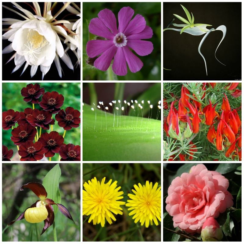 Top 16 Loài hoa hiếm nhất thế giới - toplist.vn