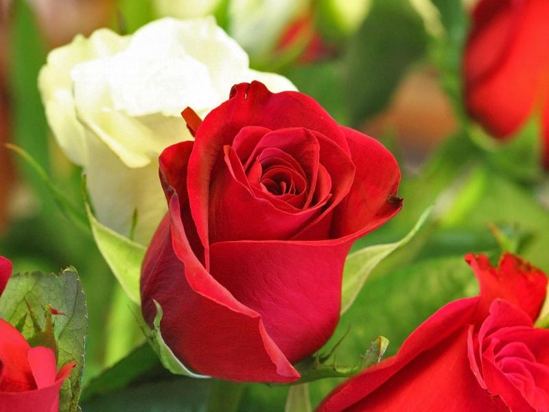 Top 23 loài hoa mang ngôn ngữ của tình yêu
