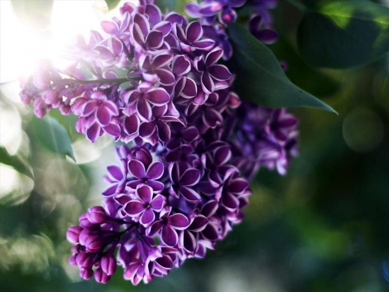 Top 10 loài hoa màu tím đẹp nhất