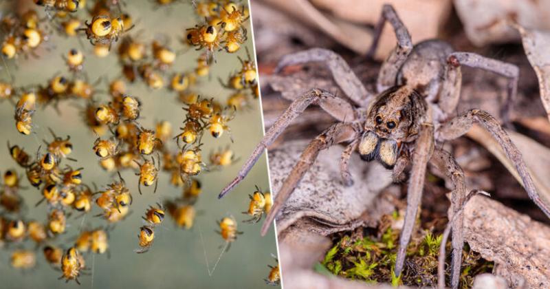 Loài nhện Nam Mỹ - Bảo vệ con bằng sự hung hăng tuyệt đối.