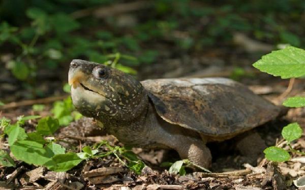 Top 6 Loài rùa lạ nhất thế giới có thể bạn chưa biết - toplist.vn