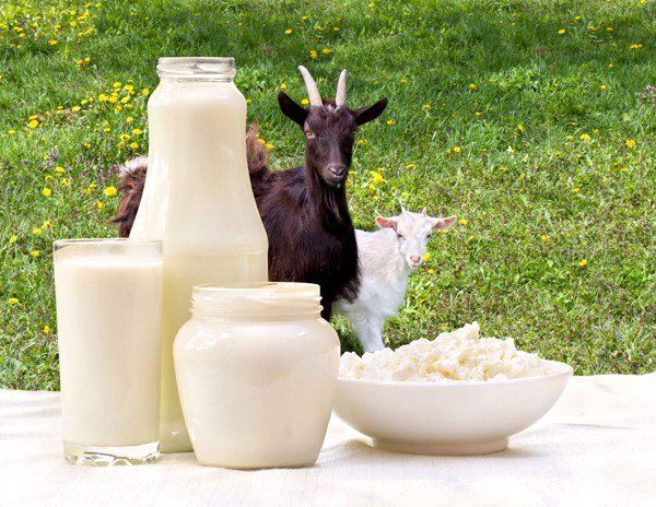 Top 10 loại sữa bột từ sữa dê giúp bé phát triển toàn diện tốt nhất hiện nay