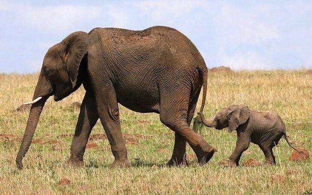 Loài vật ăn nhiều nhất - Loài voi
