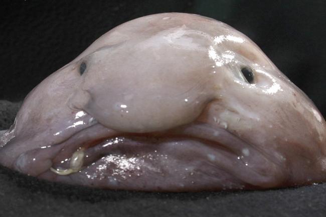 Cá Blobfish