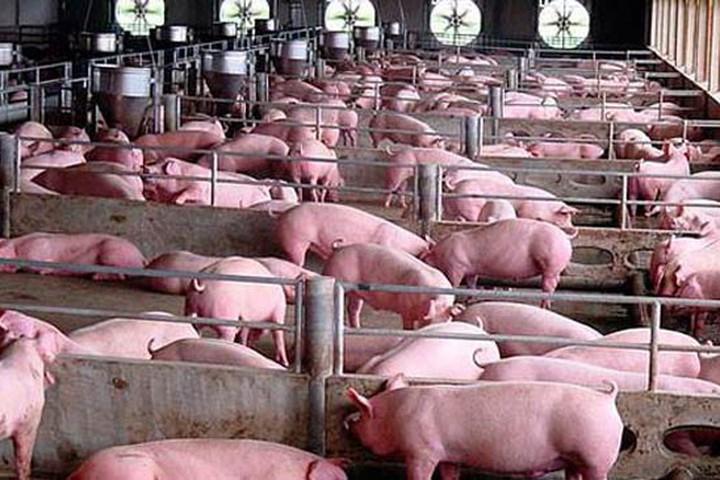 Lợn có khả năng sản xuất cao