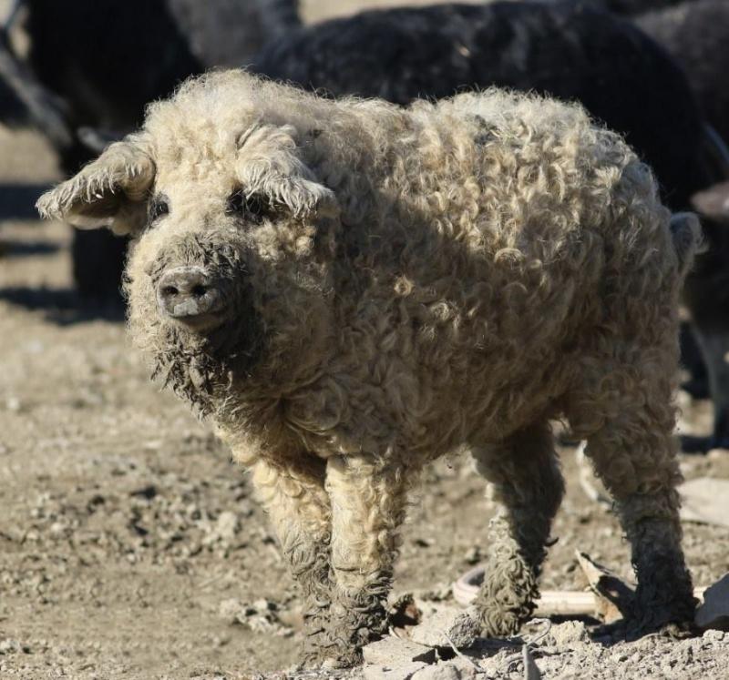 Lợn Mangalitsa