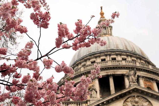 Xuân về bên nhà thờ nổi tiếng St Paul Cathedral ở London thật giản dị và gần gũi