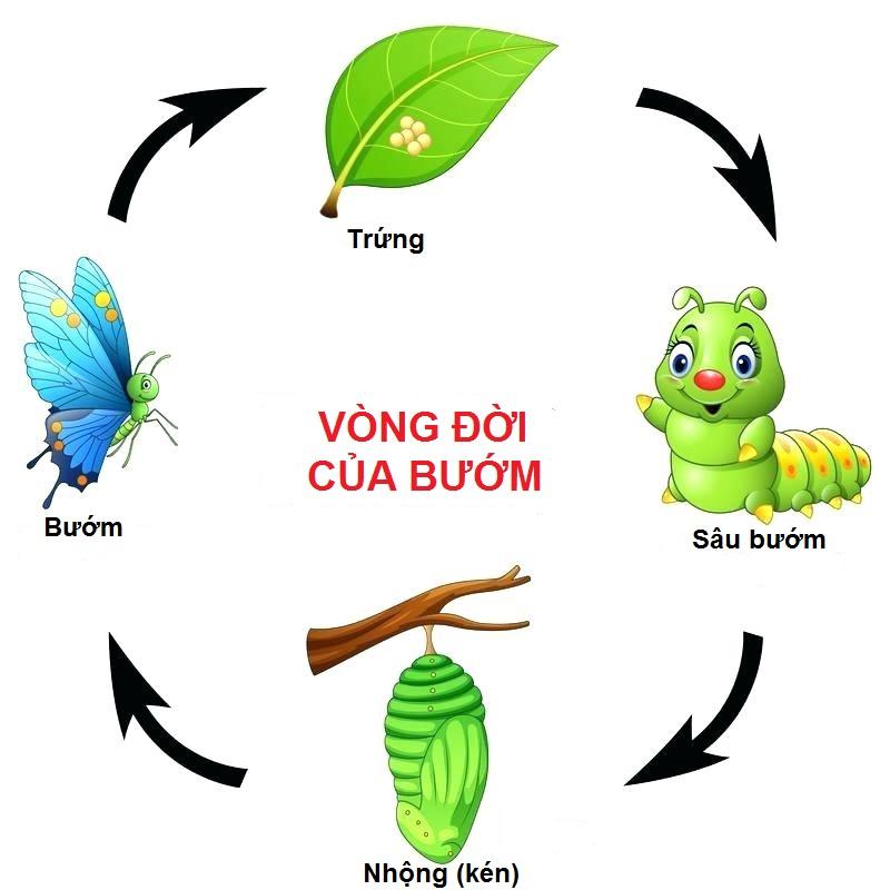 Luật tuần hoàn