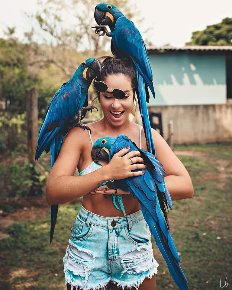 Vẹt Macaw Hyacinth