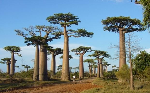 Cây Baobab khổng lồ