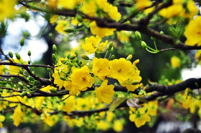 Cây mai là loại cây ưu thích của Người Việt mỗi khi Tết đến Xuân về