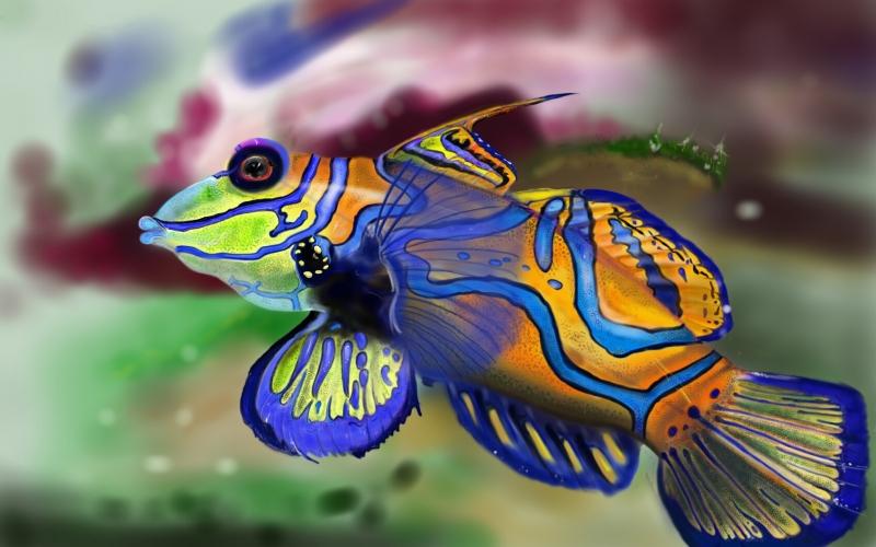 Mandarinfish