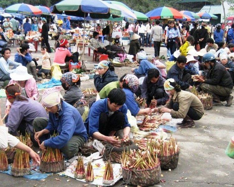 Măng trúc được người dân thu hái về bán