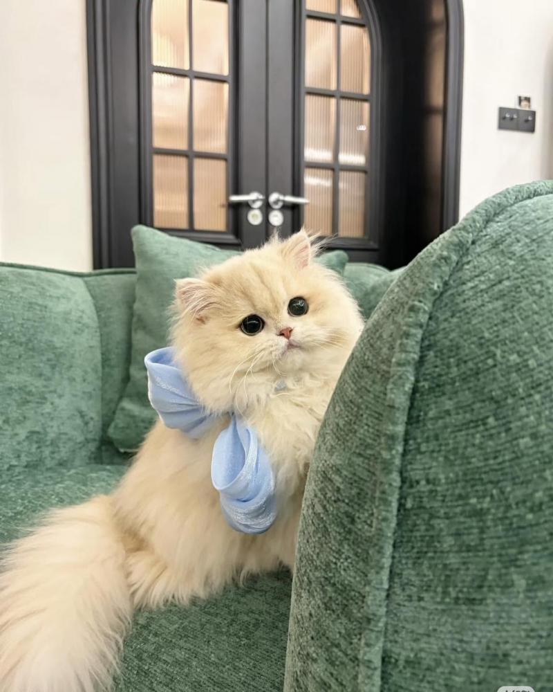 Mập Pet House