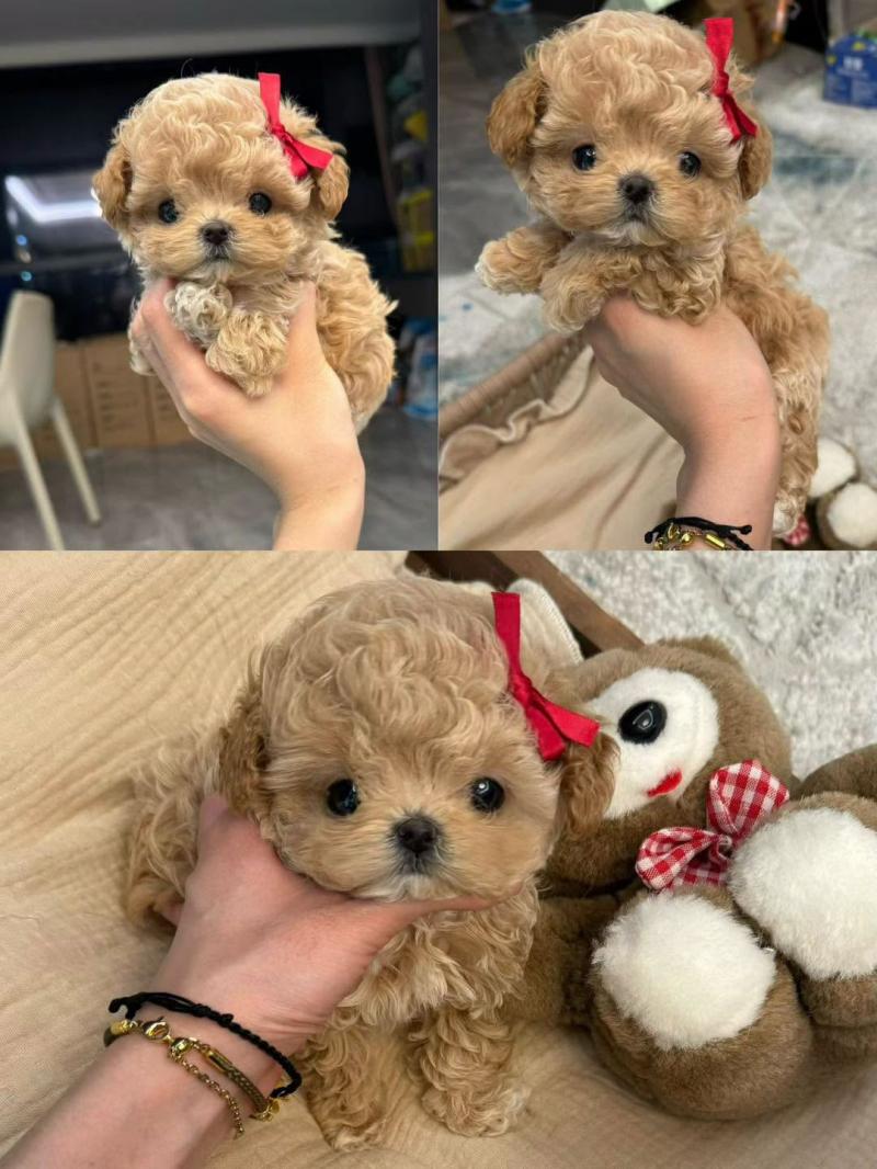 Mập Pet House