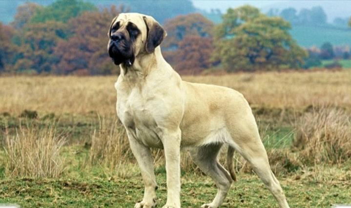 Chó Mastiff