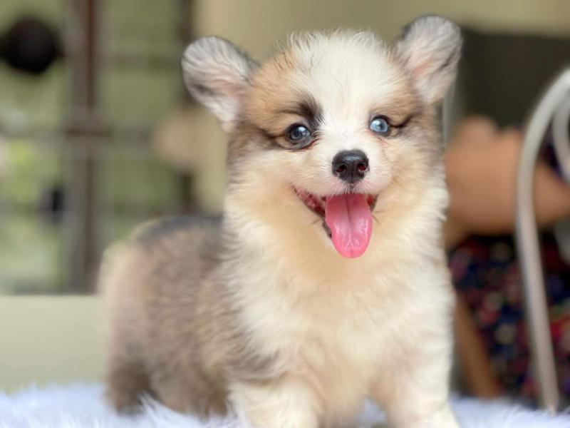 Top 7 Địa chỉ mua chó Corgi uy tín tại Hà Nội - Du Học Mỹ Âu