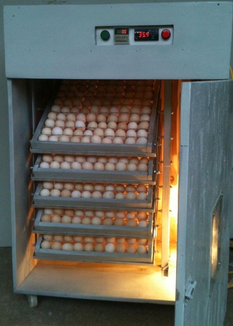 Địa chỉ cung cấp máy ấp trứng hàng đầu Miền Bắc