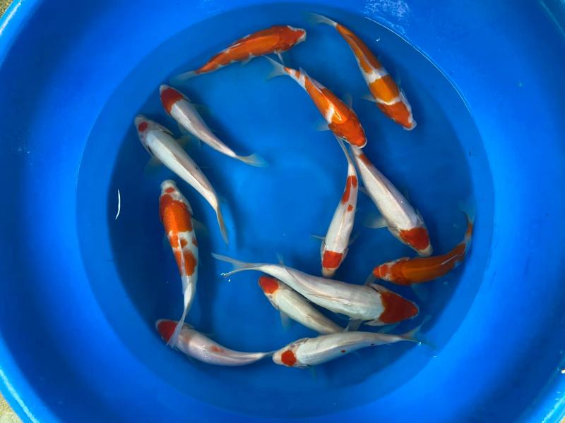 Mekong Koi Farm