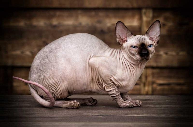 Mèo Ai Cập (Sphynx)