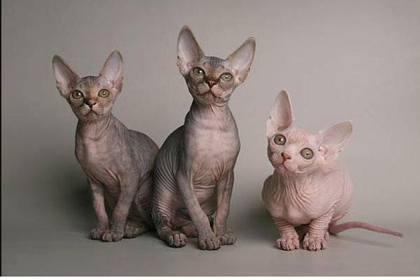 Mèo Ai Cập (Sphynx)