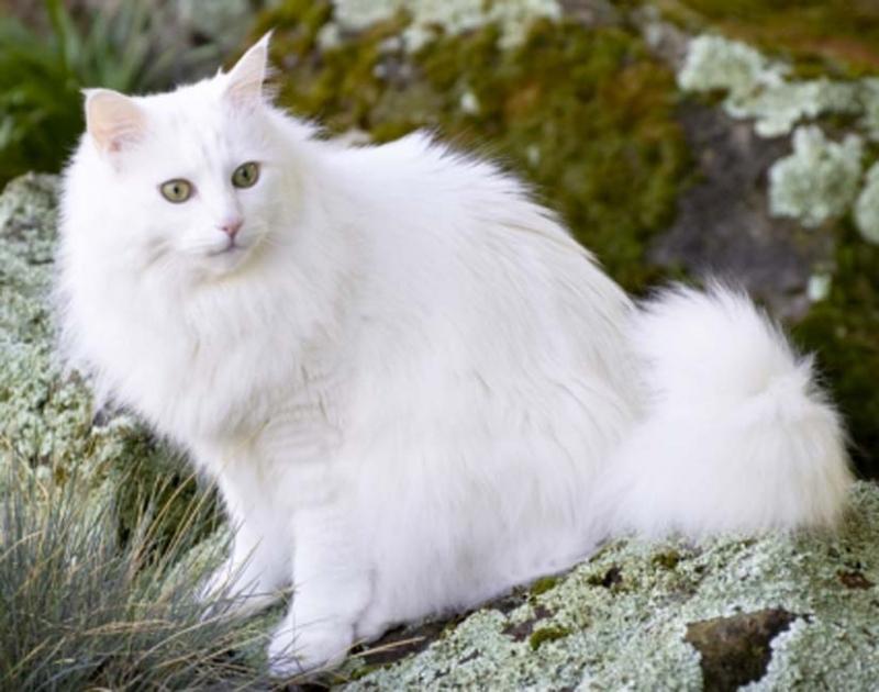 Top 10 Loài mèo đẹp nhất thế giới - toplist.vn