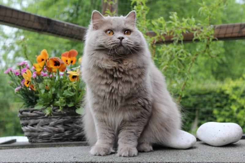﻿Mèo Anh lông dài có kích thước trung bình