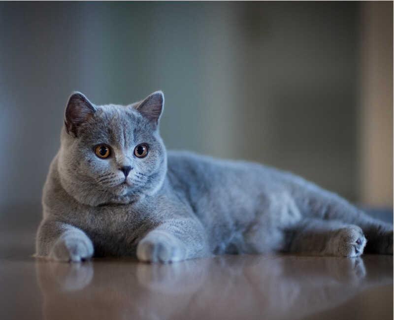 Mèo Anh lông ngắn (British Shorthair)