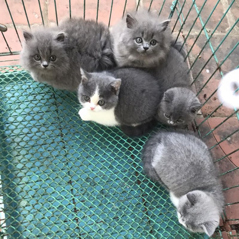 Mèo Anh lông ngắn - British Shorthair