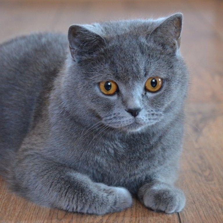 Mèo Anh lông ngắn (British Shorthair)
