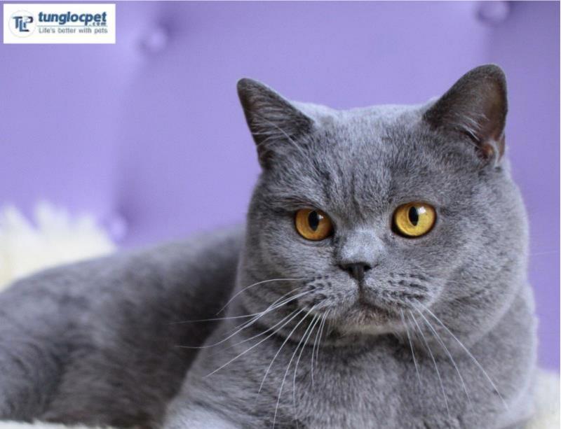 Mèo Anh lông ngắn (British Shorthair)