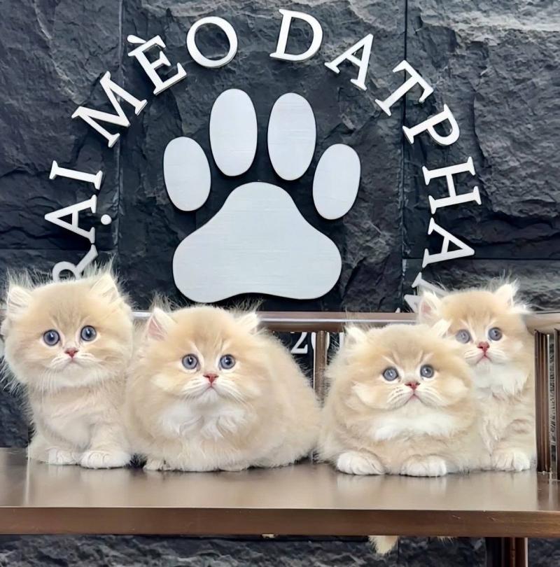 Mèo anh Mèo chân ngắn DatPham