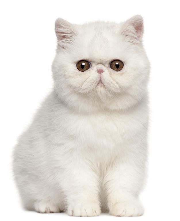Mèo Ba Tư còn được gọi là mèo mặt tịt