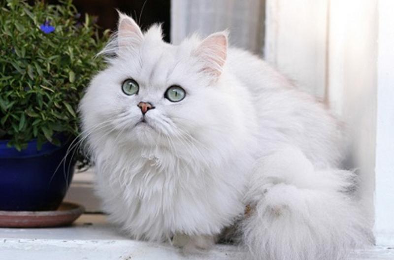 Top 13 Loài mèo dễ thương nhất thế giới - toplist.vn