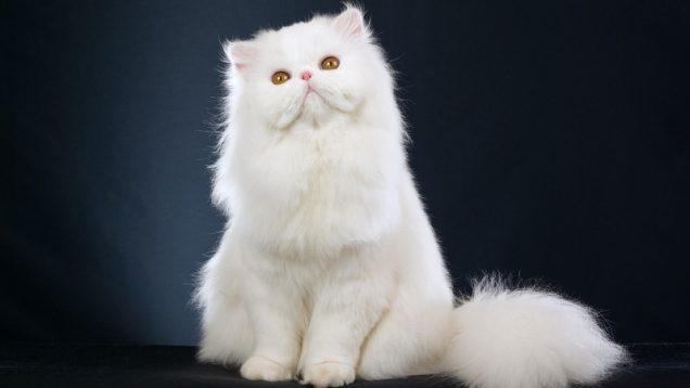 Mèo Ba Tư mặt tịt